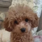 タイニープードル【福井県・女の子・2024年9月12日・アプリコット】の写真13「何々〜?」