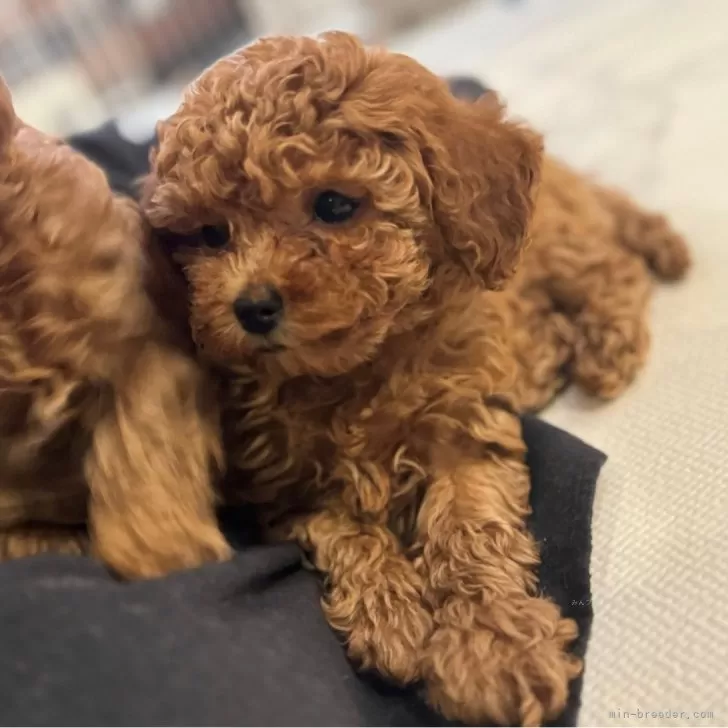 ID:2402-03939の子犬