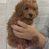 タイニープードル【福井県・男の子・2024年1月16日・アプリコット】の写真5「僕眠いの」