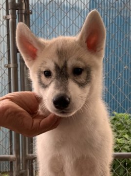 シベリアンハスキー【千葉県・男の子・2020年7月21日・シルバー】の写真「優良血統の元気で可愛い男の子です。」