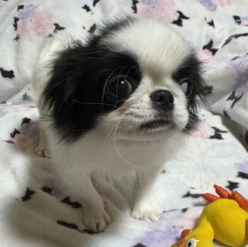 狆(チン)【千葉県・男の子・2023年11月20日・黒白】の写真「両親チャンピオン。母犬2022年日本No. 1です」