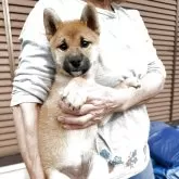 柴犬(標準サイズ)