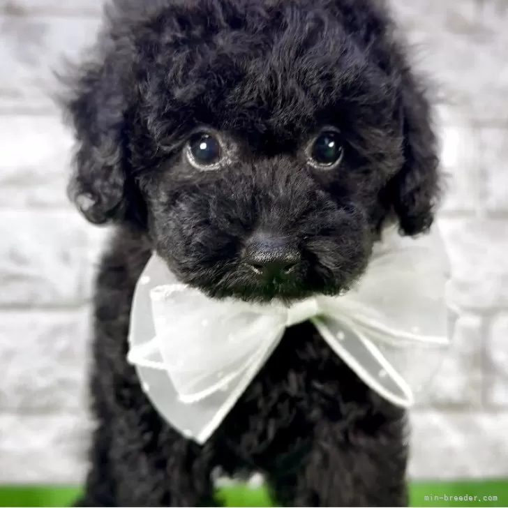 R.M 様のお迎えした子犬