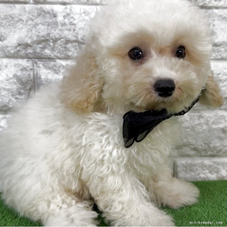 ブリーダー画像