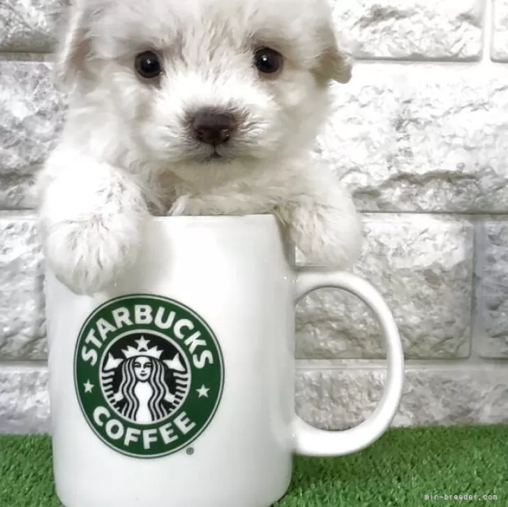 ビションフリーゼ【埼玉県・女の子・2025年10月14日・ホワイト】の写真1「フワモコ、ミニミニビションです♡」