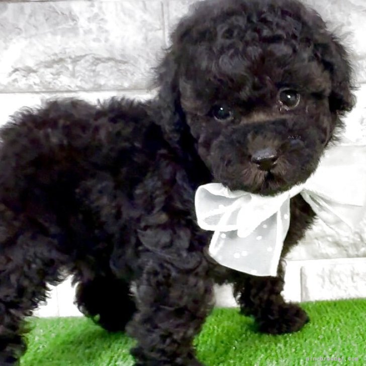 ブリーダー画像