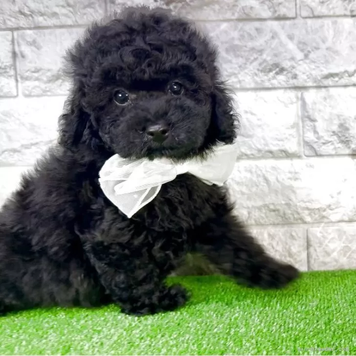 K.K 様のお迎えした子犬