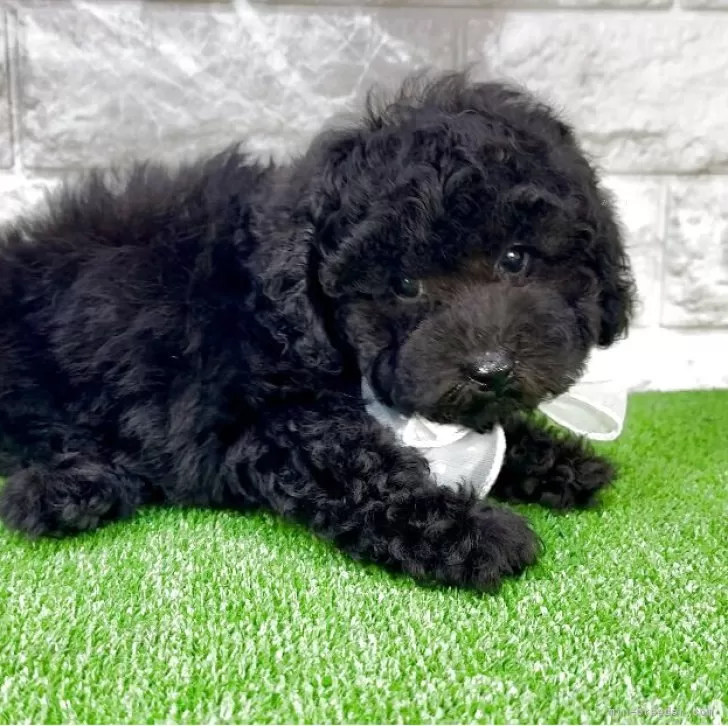 N.K 様のお迎えした子犬