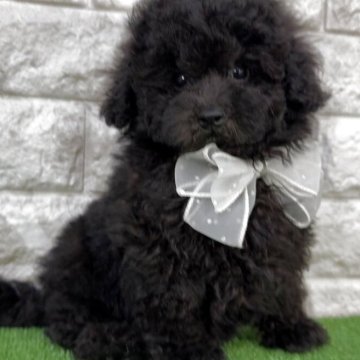 トイプードル(タイニー)【埼玉県・女の子・2025年8月24日・ブラック】の写真「♡フワモコ♡かなり小ぶりなブラックの女の子♡」