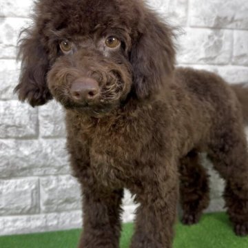 トイプードル(トイ)【埼玉県・男の子・2025年6月23日・ブラウン】の写真「両親共にチャンピオン血統」