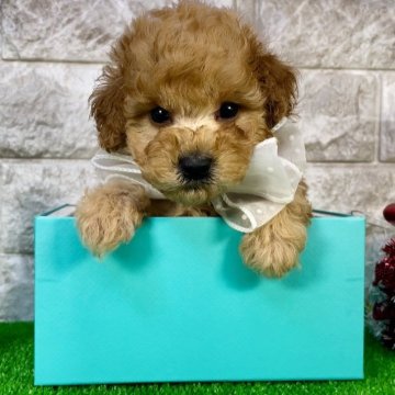 トイプードル(タイニー)【埼玉県・男の子・2024年10月22日・アプリコット】の写真「⭐︎クリクリお目目のチャンピオン血統の男の子⭐︎」