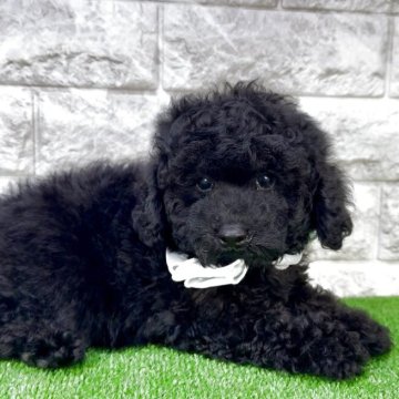 ビションプー(ビションフリーゼ×トイプードル)【埼玉県・男の子・2025年6月23日・ブラック】の写真「⭐︎爆毛の可愛いビショプーの男の子⭐︎」
