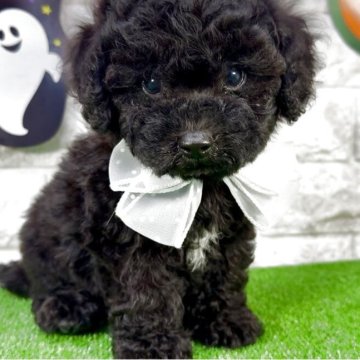 ビションプー(ビションフリーゼ×トイプードル)【埼玉県・男の子・2025年8月30日・ブラック&ホワイト】の写真「⭐︎ブラック&ホワイト⭐︎レアカラーの男の子⭐︎」