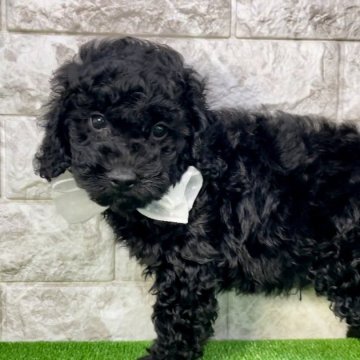トイプードル(タイニー)【埼玉県・男の子・2024年9月5日・ブラック】の写真「タイニープードル全国1位取得記念キャンペーン中⭐︎」