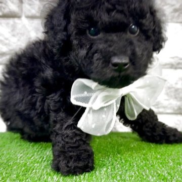 トイプードル(タイニー)【埼玉県・女の子・2025年8月24日・ブラック】の写真「♡フワモコ♡小ぶりなブラックの女の子♡」