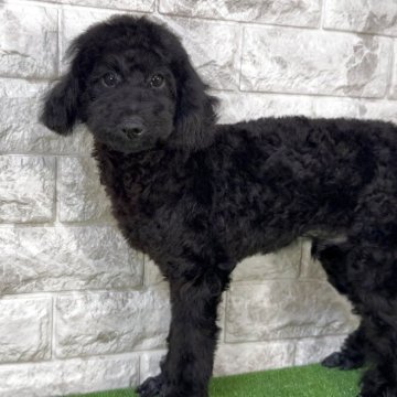 トイプードル(トイ)【埼玉県・男の子・2025年4月1日・ブラック】の写真「両親共にチャンピオン血統」