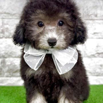 タイニープードル【埼玉県・女の子・2025年8月24日・グレー(シルバー)】の写真「⭐︎お目目クリクリの綺麗なシルバー女の子♡」