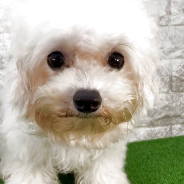 ビションフリーゼ【埼玉県・男の子・2025年3月12日・ホワイト】の写真「♡フワモコ♡クリクリお目目のビションフリーゼ♡」