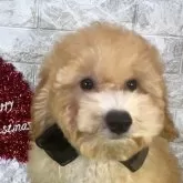 タイニープードル【埼玉県・男の子・2024年9月11日・アプリコット】の写真1「チャンピオン血統なので、色素・毛量バッチリフワモコのイケメン君です⭐︎」