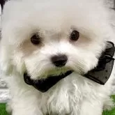 ビションフリーゼ