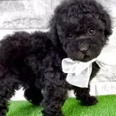 タイニープードル