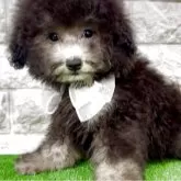 タイニープードル