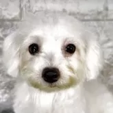 ビションフリーゼ【埼玉県・女の子・2025年5月26日・ホワイト】の写真1「父犬外産血統のミニミニビション♡かなり小さめです！トリミング済みです」