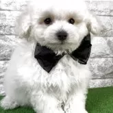 ビションプー(ビションフリーゼ×トイプードル)【埼玉県・男の子・2025年12月25日・ホワイト】の写真1「超フワフワな男の子です♡三兄弟で1番ちびっ子です」