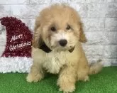 タイニープードル【埼玉県・男の子・2024年9月11日・アプリコット】の写真2「両親遺伝子3項目クリアこの子も遺伝子3項目はクリアです。」