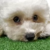 ビションプー(ビションフリーゼ×トイプードル)【埼玉県・男の子・2025年8月30日・クリーム】の写真3「新しくご家族となっていただける方を募集中です♪」