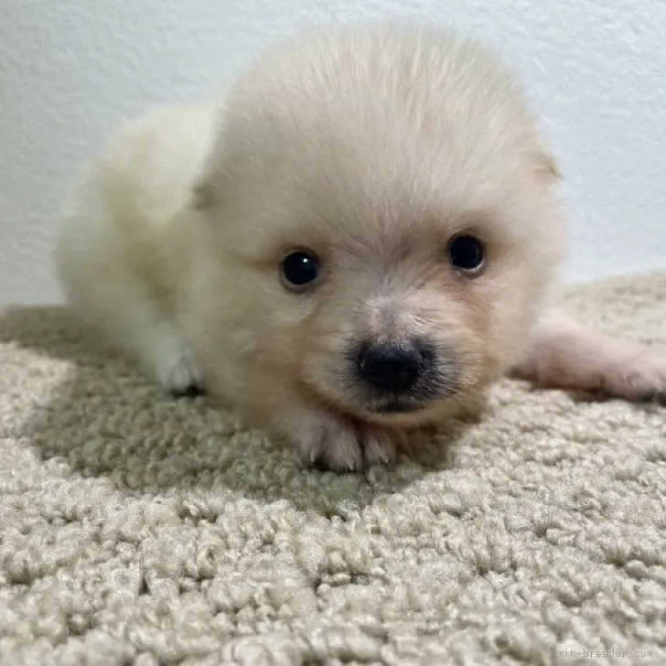ID:2308-06555の子犬