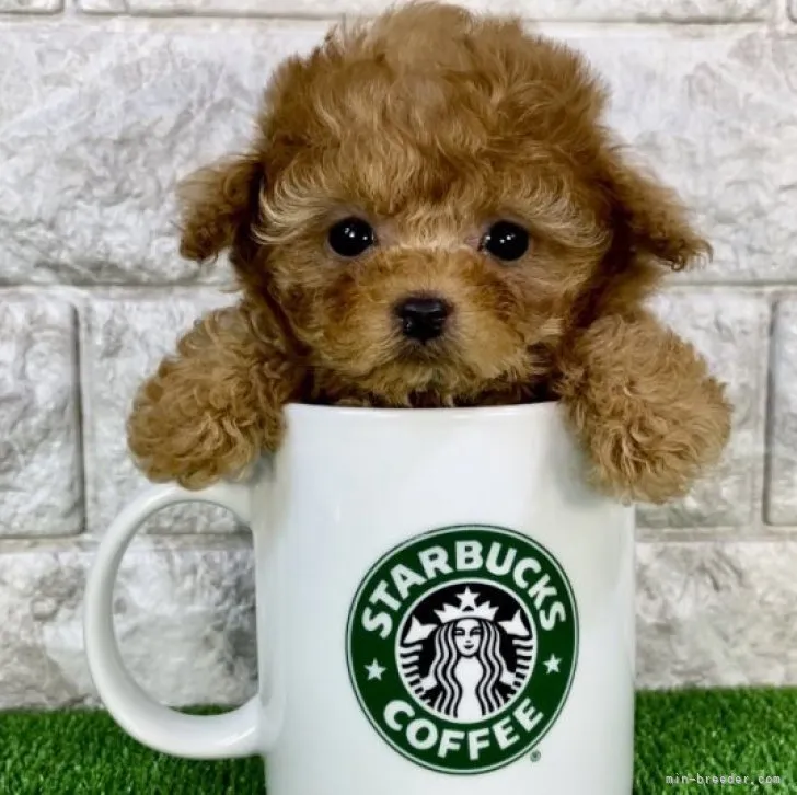 ID：2310-05881の子犬