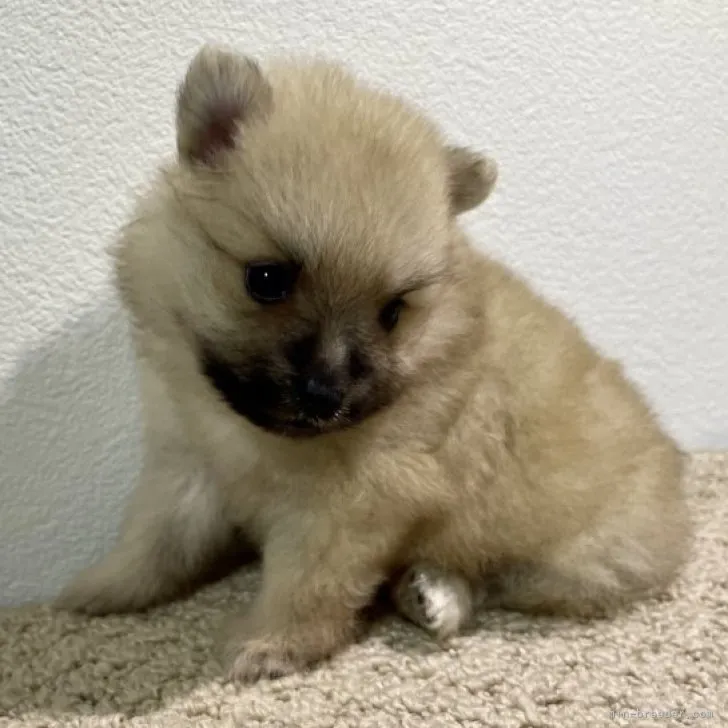 ID：2308-06552の子犬