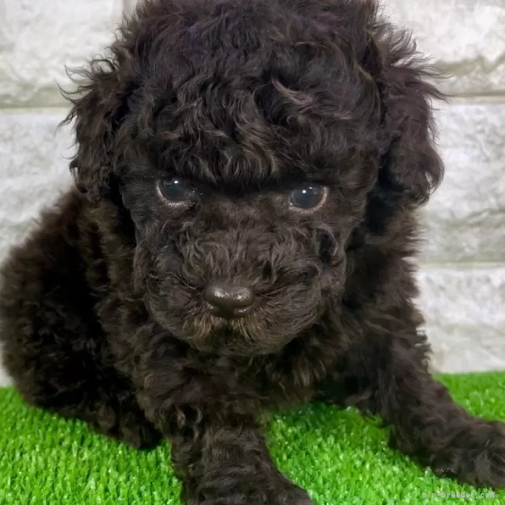 ID：2402-01450の子犬