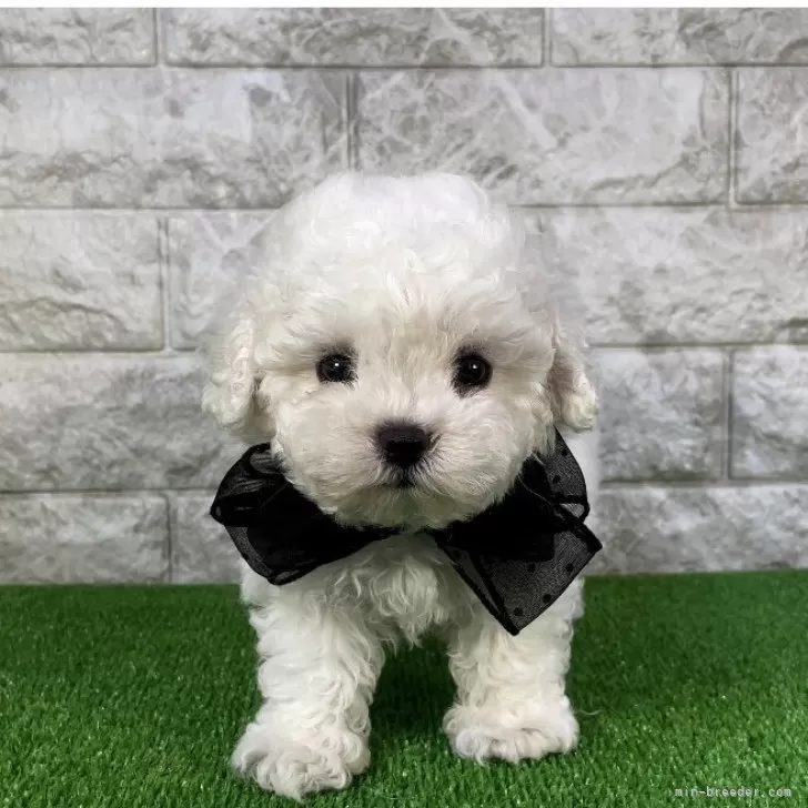 ID：2405-05942の子犬