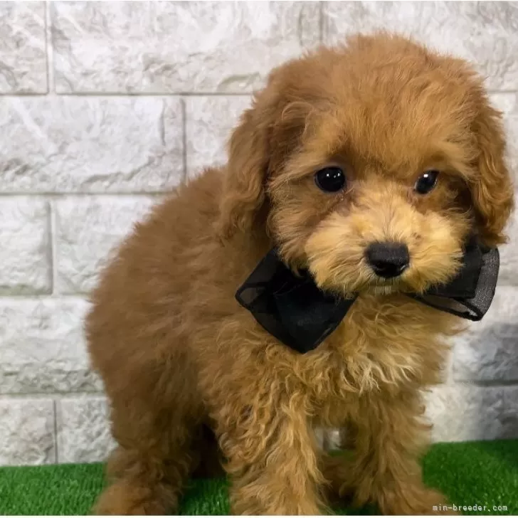 ID：2409-05872の子犬