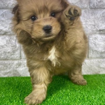 ポメプー(トイプードル×ポメラニアン)【埼玉県・男の子・2023年10月16日・パーティーカラー】の写真「⭐︎お目目クリクリ・胸白エプロンの可愛い男の子⭐︎」