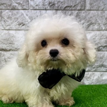 ビションフリーゼ【埼玉県・女の子・2024年7月13日・ホワイト】の写真「♡♡両親外産血統のマイクロビション♡♡」