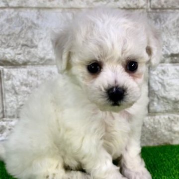 ビションフリーゼ【埼玉県・女の子・2023年9月4日・ホワイト】の写真「極小モフモフの可愛い女の子♡jkc優良血統」