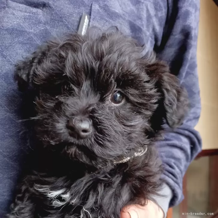 Y.W 様のお迎えした子犬