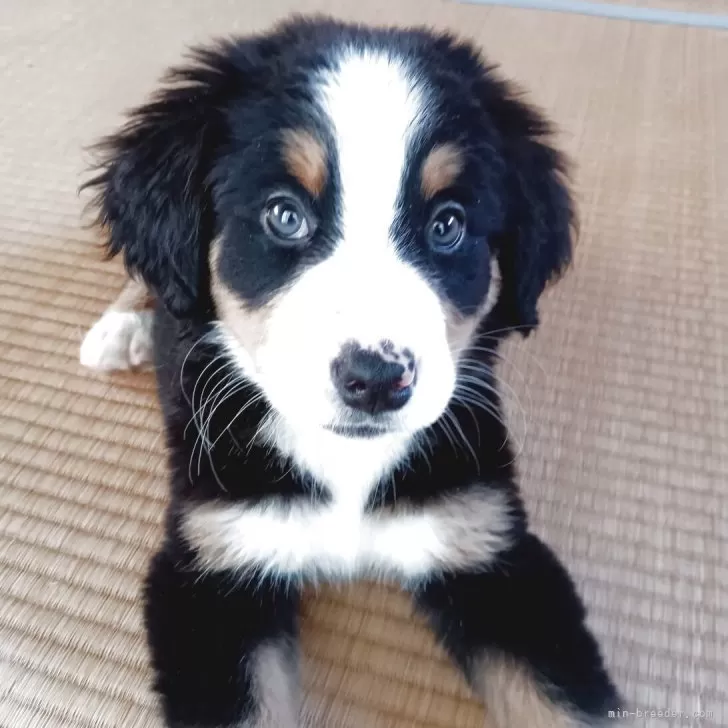 ID：2503-04483の子犬