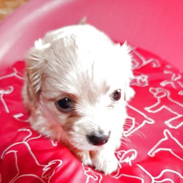 チワックス(チワワ×ダックスフンド)【熊本県・女の子・2025年10月14日・アプリコット】の写真「何を見てるの？かわいい女の子。」