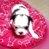 ミックス(チワワ×シーズー)