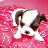 ミックス(チワワ×シーズー)