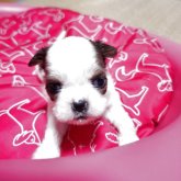 ミックス(チワワ×シーズー)