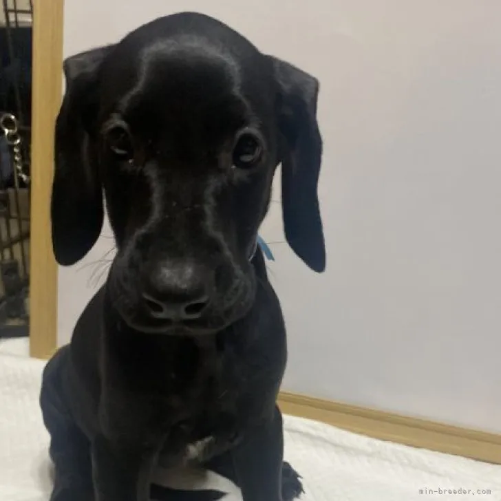 ID：2308-02295の子犬