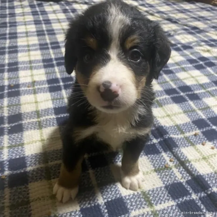 ID：2309-05805の子犬