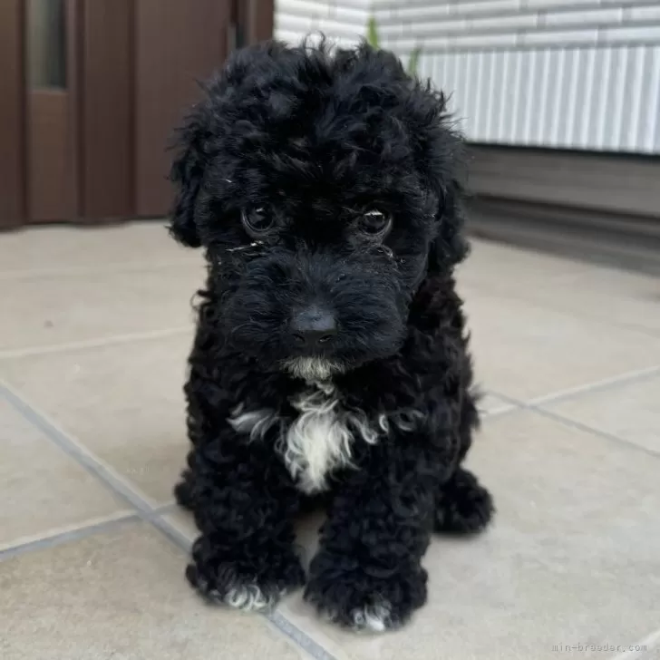 T.S 様のお迎えした子犬