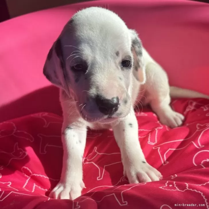ID:2410-07682の子犬
