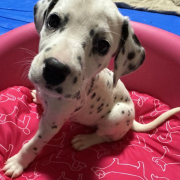 ダルメシアン【熊本県・女の子・2024年3月5日・ホワイトアンドブラック】の写真「ぶち多め小ぶりな女の子」